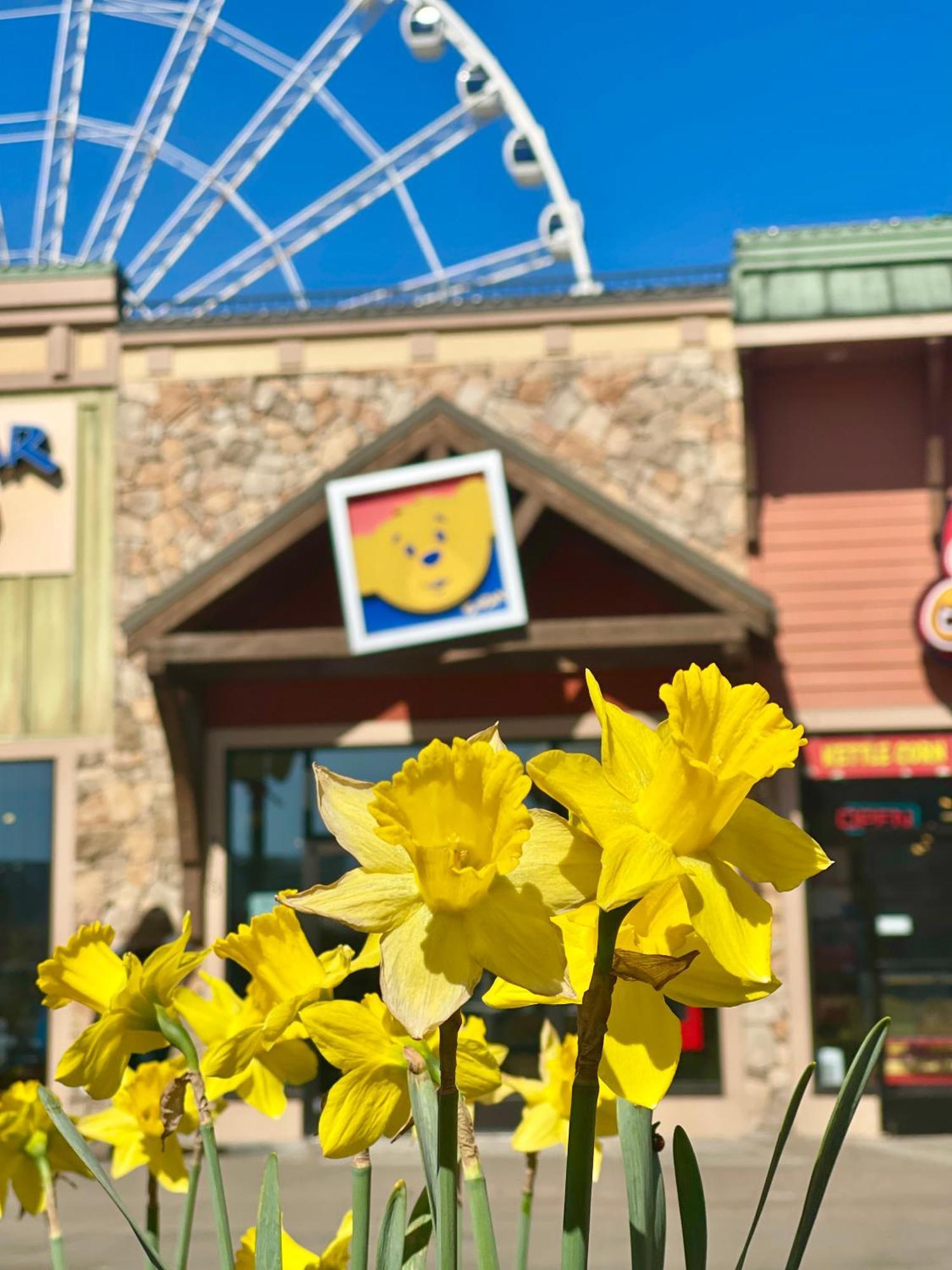 Blue Bear Splash Vila Pigeon Forge Exterior foto